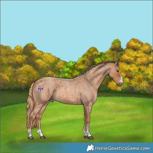 Horse Color:Red Roan 