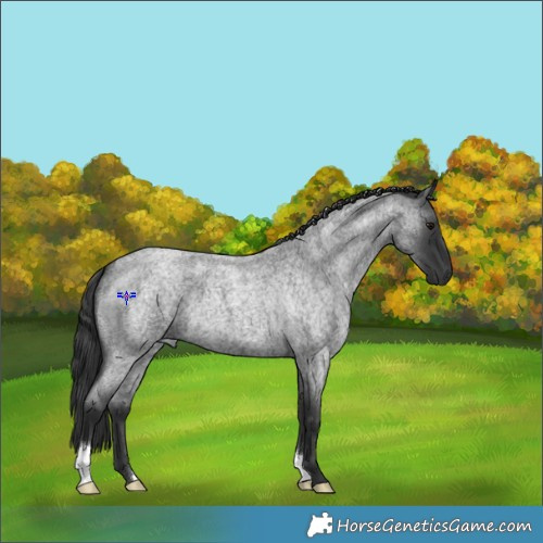 Horse Color:Blue Roan 
