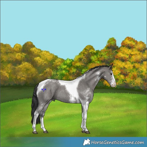 Horse Color:Grullo Sabino Tobiano 