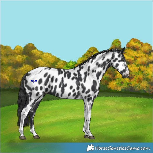 Horse Color:Black Tobiano Near Leopard 