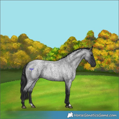 Horse Color:Blue Roan 