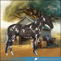 Horse Color:White Spotted Silver Brown Rabicano 