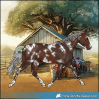 Horse Color:White Spotted Silver Brown 