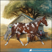 Horse Color:White Spotted Silver Brown 