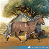 Horse Color:White Spotted Silver Brown Dun