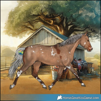 Horse Color:White Spotted Silver Brown Dun 