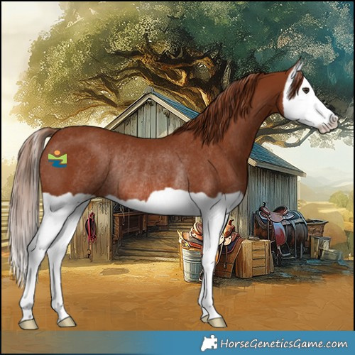 Horse Color:Chestnut Splash Rabicano 