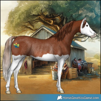 Horse Color:Chestnut Splash Rabicano