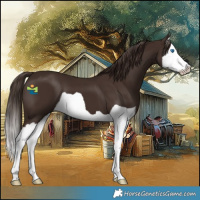 Horse Color:Liver Chestnut Splash 