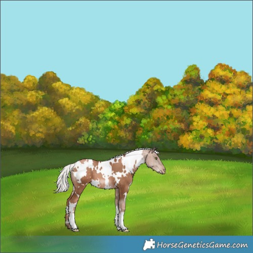 Horse Color:White Spotted Silver Brown Pearl 