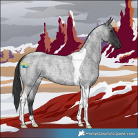 Horse Color:Blue Roan Tobiano