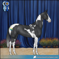 Horse Color:Black Sabino Tobiano