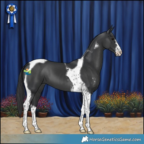 Horse Color:Black Sabino Tobiano 
