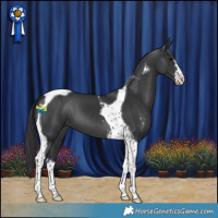 Horse Color:Black Sabino Tobiano 
