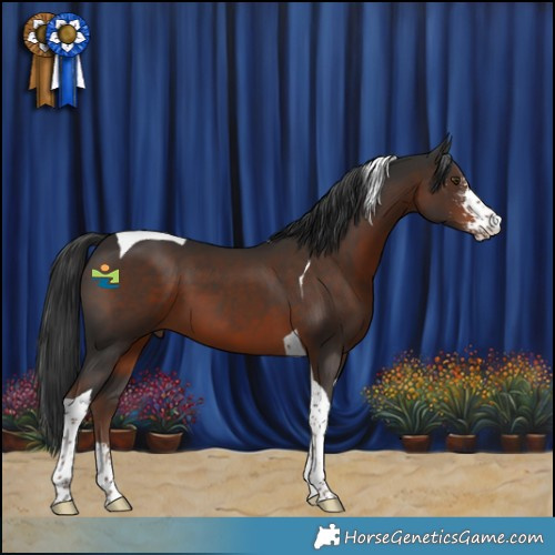 Horse Color:Liver Chestnut Sabino Tobiano 