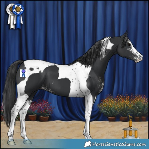 Horse Color:Black Sabino Tobiano 