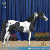 Horse Color:Black Sabino Tobiano