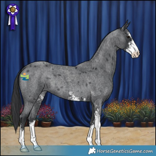 Horse Color:Blue Roan Sabino 