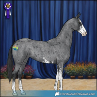 Horse Color:Blue Roan Sabino