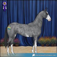Horse Color:Blue Roan Sabino 