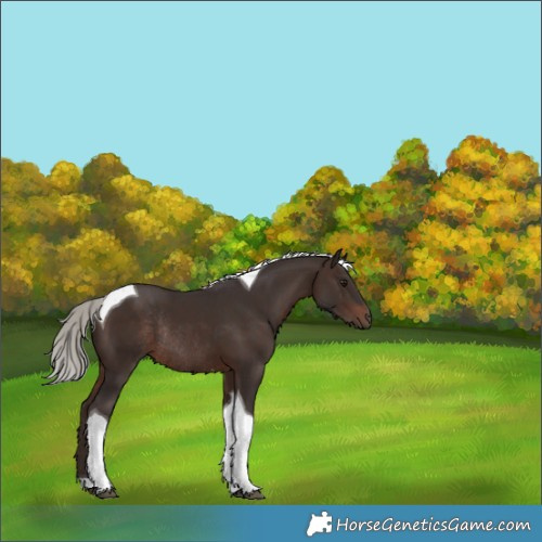 Horse Color:Silver Brown Tobiano Rabicano 