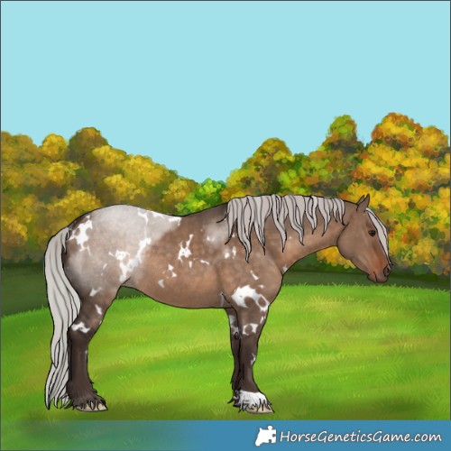 Horse Color:White Spotted Silver Brown Dun Rabicano 