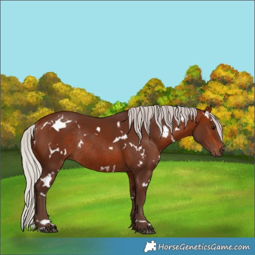 Horse Color:White Spotted Silver Bay Rabicano 