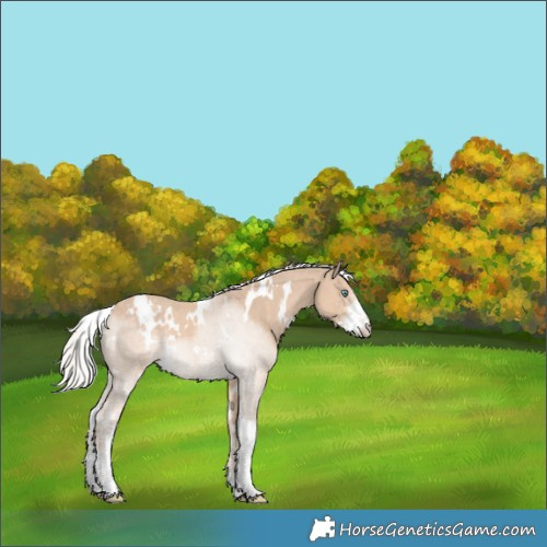 Horse Color:White Spotted Silver Perlino Sabino Rabicano 