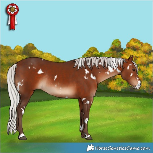 Horse Color:White Spotted Silver Bay Rabicano 