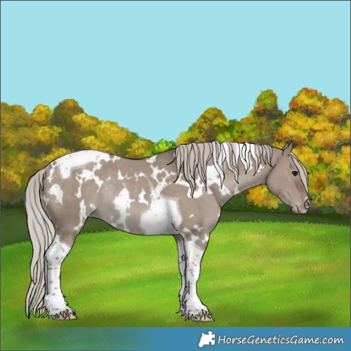 Horse Color:White Spotted Silver Grullo Tobiano Varnish Rabicano 