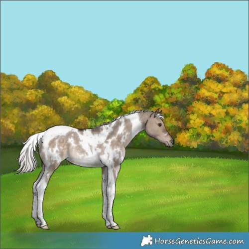 Horse Color:White Spotted Silver Brown Dun Tobiano Rabicano 
