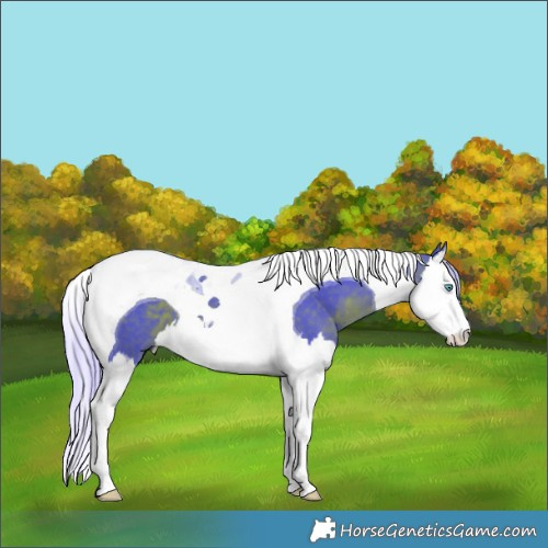 Horse Color:Watercolor Silver Brown Splash Tobiano 