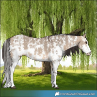 Horse Color:Bay Dun Sabino 