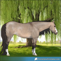 Horse Color:Bay Dun 