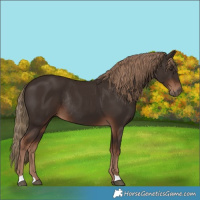 Horse Color:Liver Chestnut Rabicano