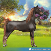 Horse Color:Liver Chestnut Rabicano 