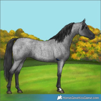 Horse Color:Blue Roan 