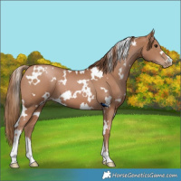 Horse Color:White Spotted Black Pearl