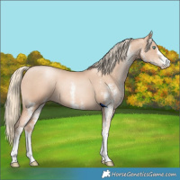 Horse Color:White Spotted Gold Champagne Pearl 