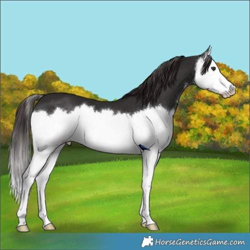 Horse Color:Liver Chestnut Splash 
