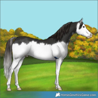 Horse Color:Liver Chestnut Splash 