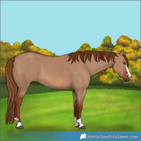 Horse Color:Red Dun 