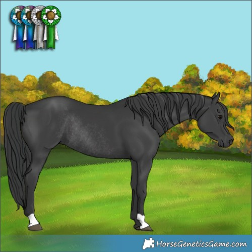 Horse Color:Black Rabicano 