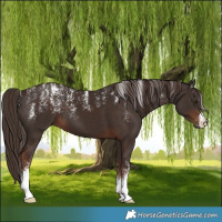 Horse Color:Powder White Liver Chestnut 