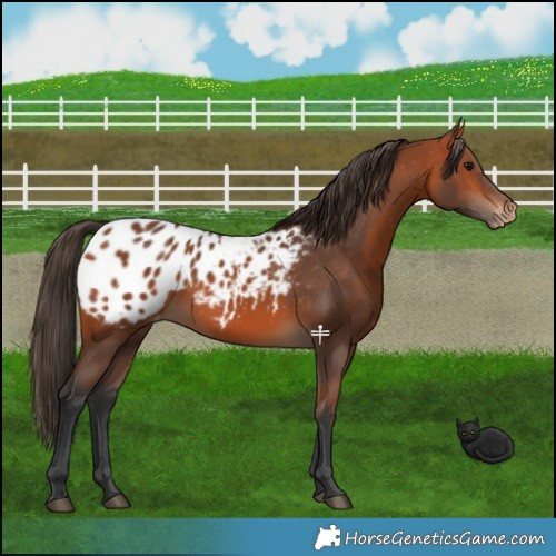 Horse Color:Bay Blanket 