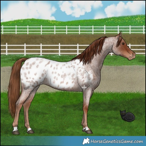 Horse Color:Red Roan Blanket 