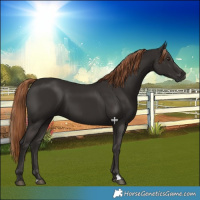Horse Color:Liver Chestnut 