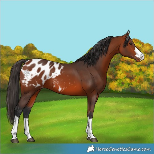 Horse Color:Bay Appaloosa