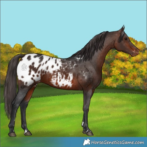 Horse Color:Brown Appaloosa 