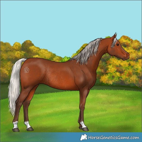 Horse Color:Silver Bay Rabicano 